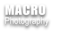 MACRO PHOTOGRAPHY