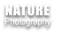 NATURE PHOTOGRAPHY